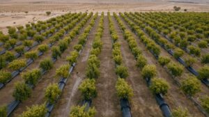 لوله پلی اتیلن در سیستم‌ های زهکشی کشاورزی